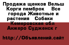 Продажа щенков Вельш Корги пемброк  - Все города Животные и растения » Собаки   . Кемеровская обл.,Анжеро-Судженск г.